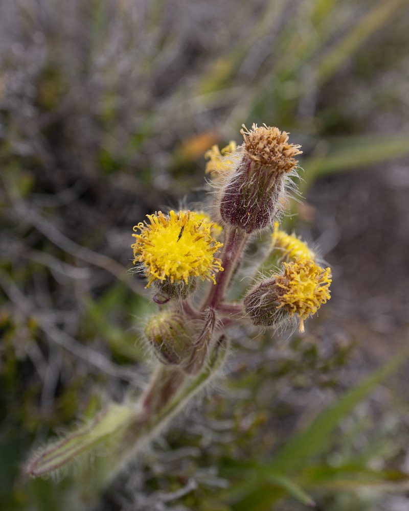 Senecio barbatus