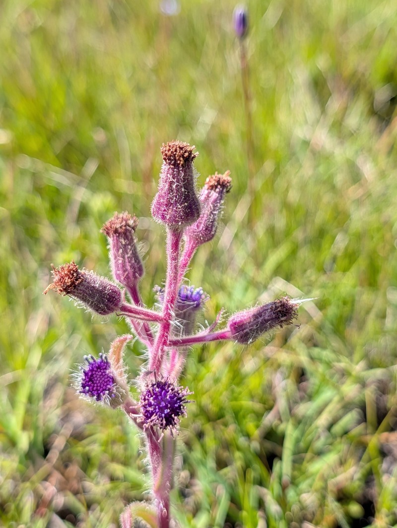 Senecio barbatus photo 2