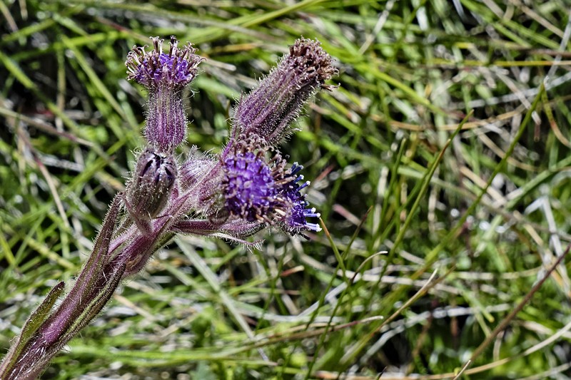 Senecio barbatus photo 3