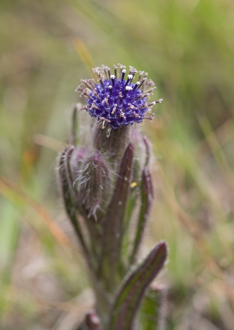 Senecio barbatus photo 4