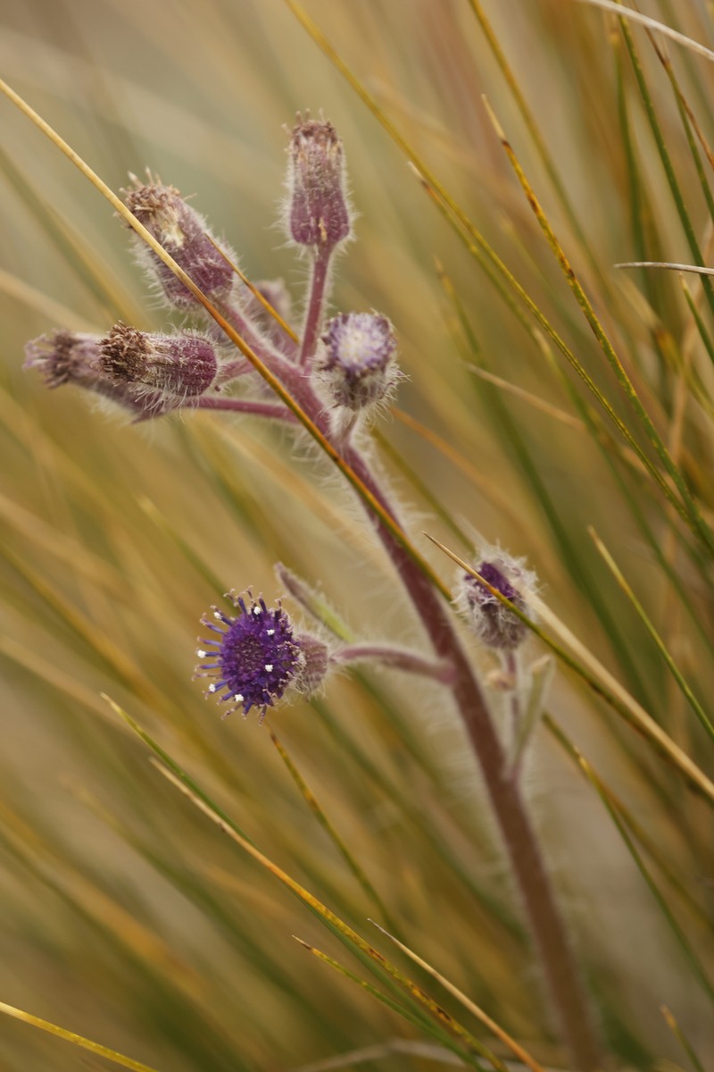 Senecio barbatus photo 5