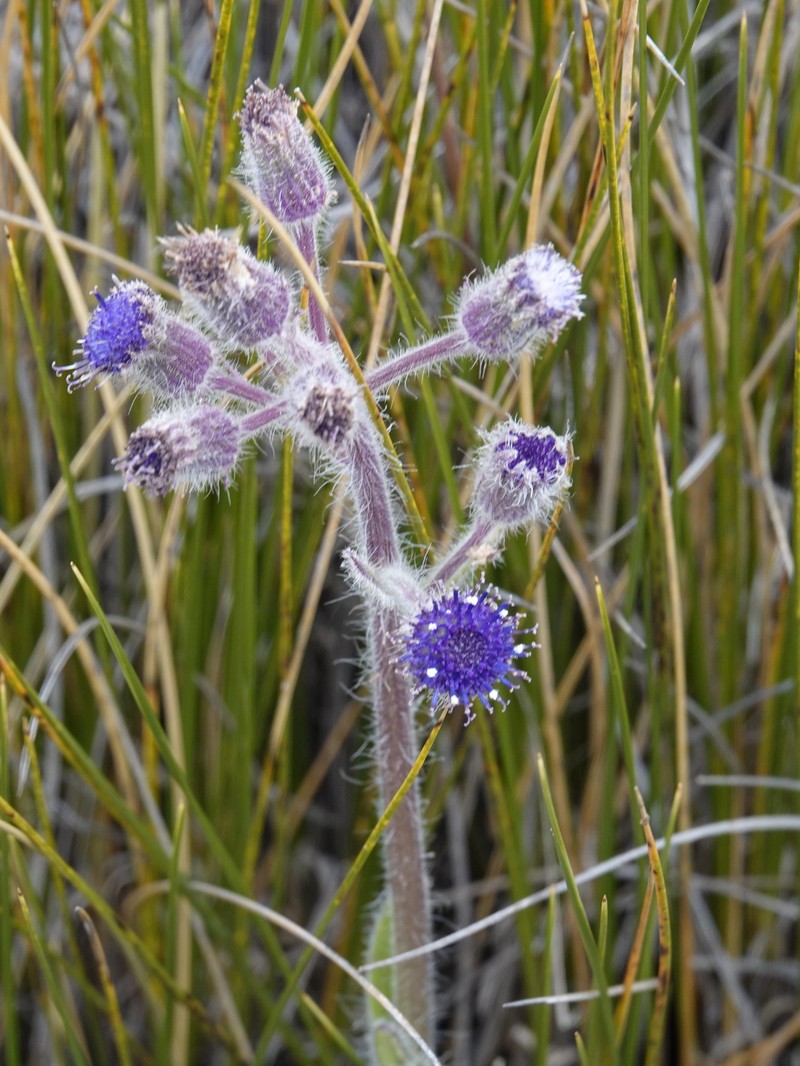 Senecio barbatus photo 6