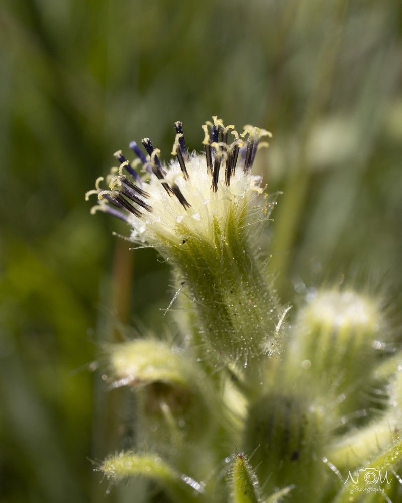 Senecio barbatus photo 8