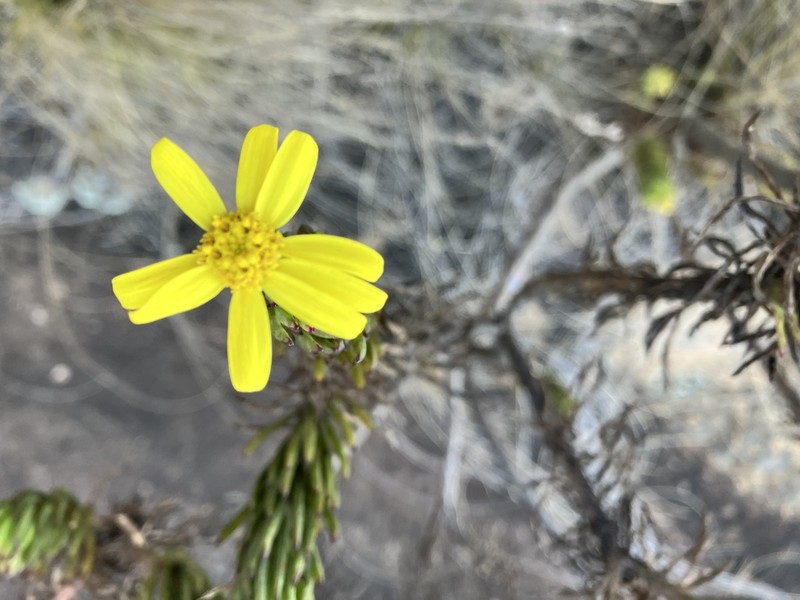 Senecio baronii