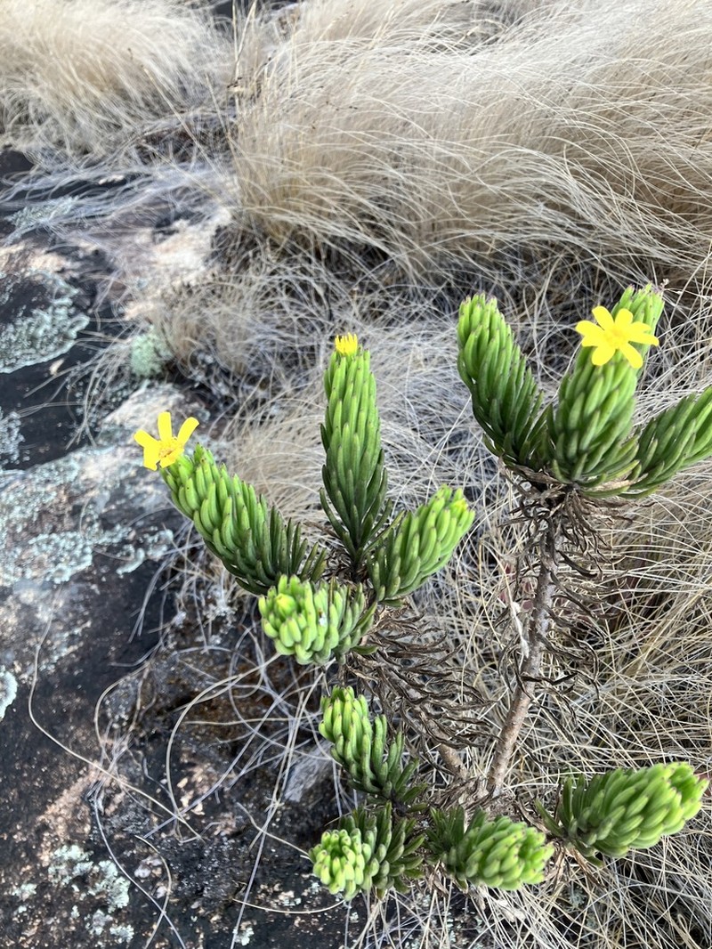 Senecio baronii photo 3