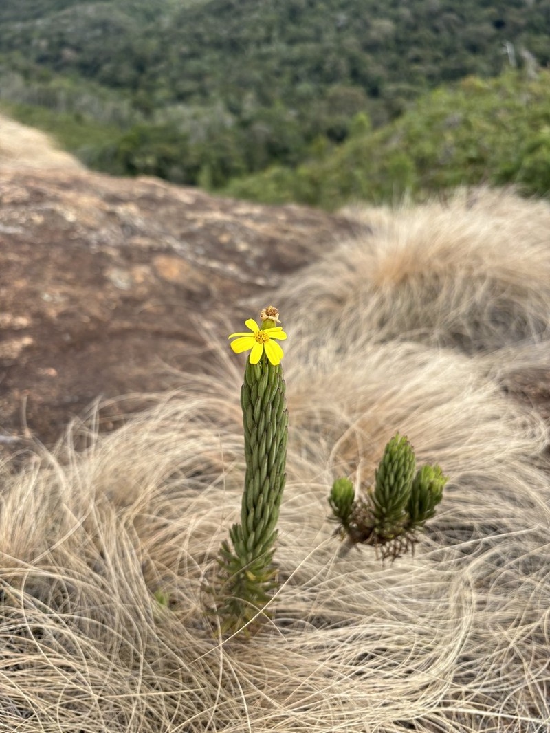Senecio baronii photo 4