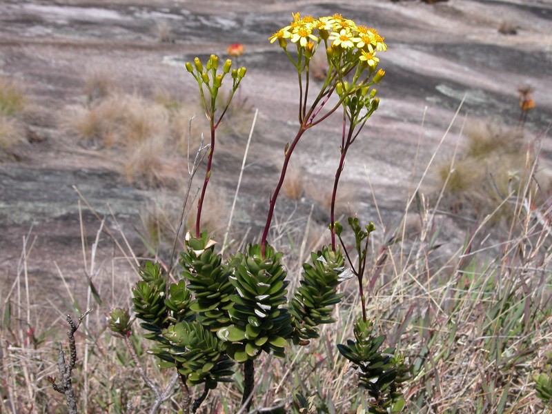 Senecio barorum photo 2