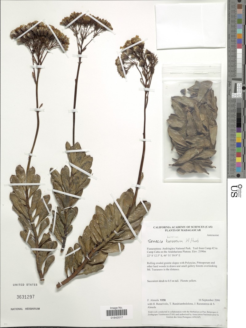 Senecio barorum photo 3