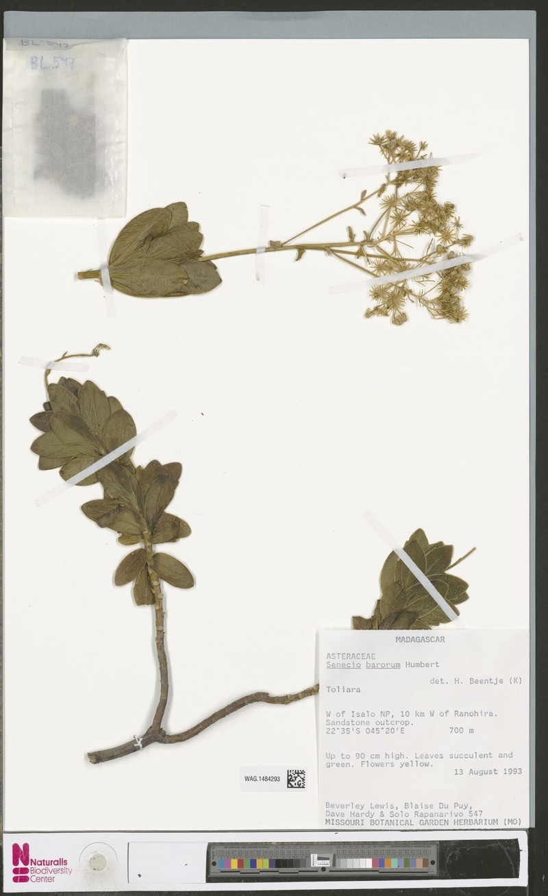 Senecio barorum photo 4