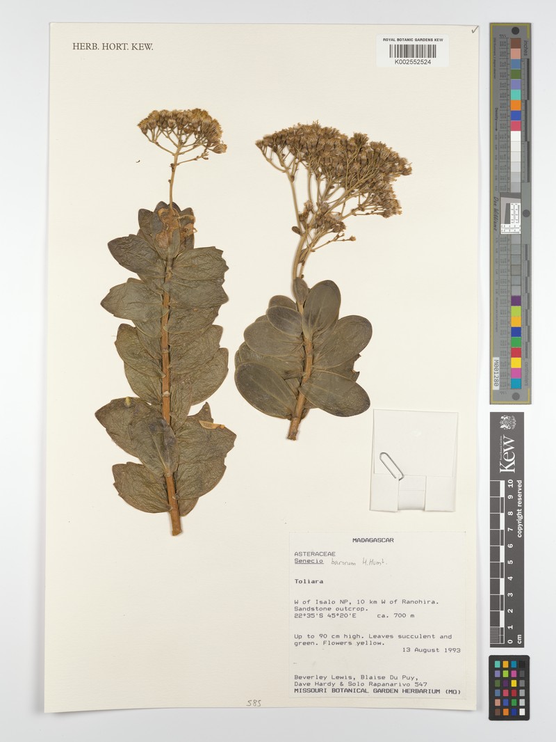Senecio barorum photo 5