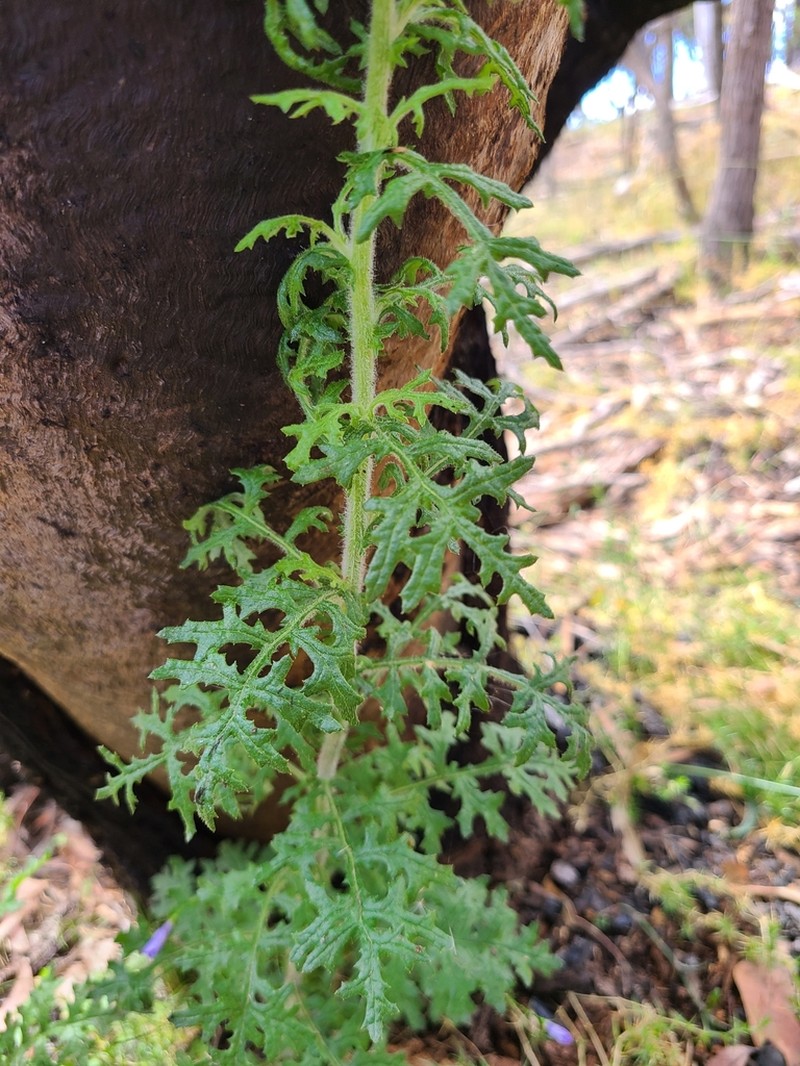 Senecio bathurstianus photo 2