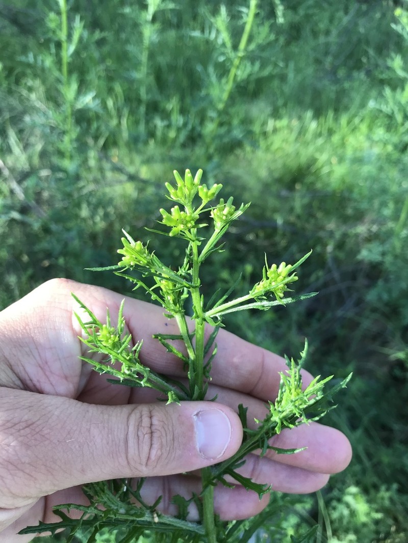Senecio bathurstianus photo 3
