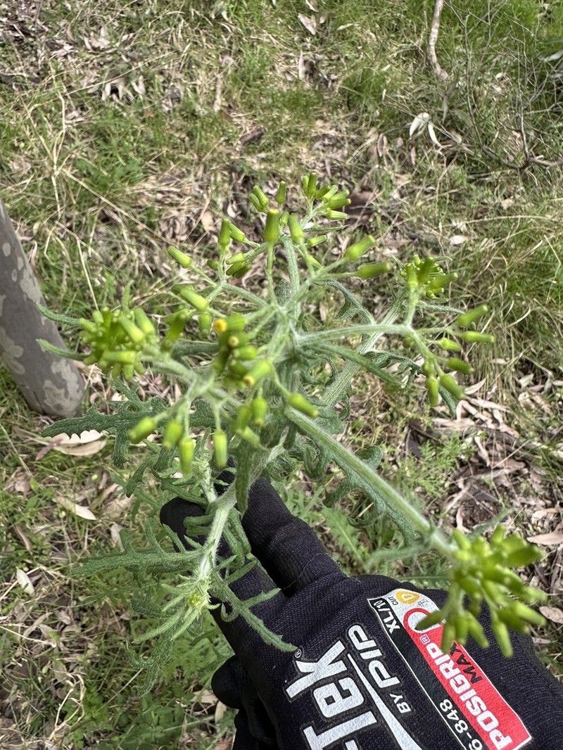 Senecio bathurstianus photo 4