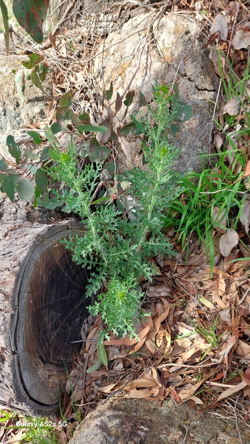 Senecio bathurstianus photo 5