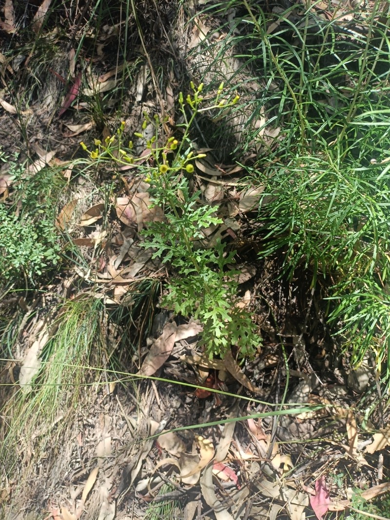 Senecio bathurstianus photo 6