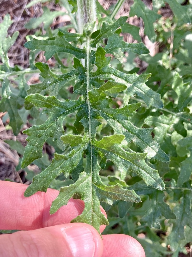 Senecio bathurstianus photo 8