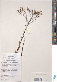 Senecio baurii