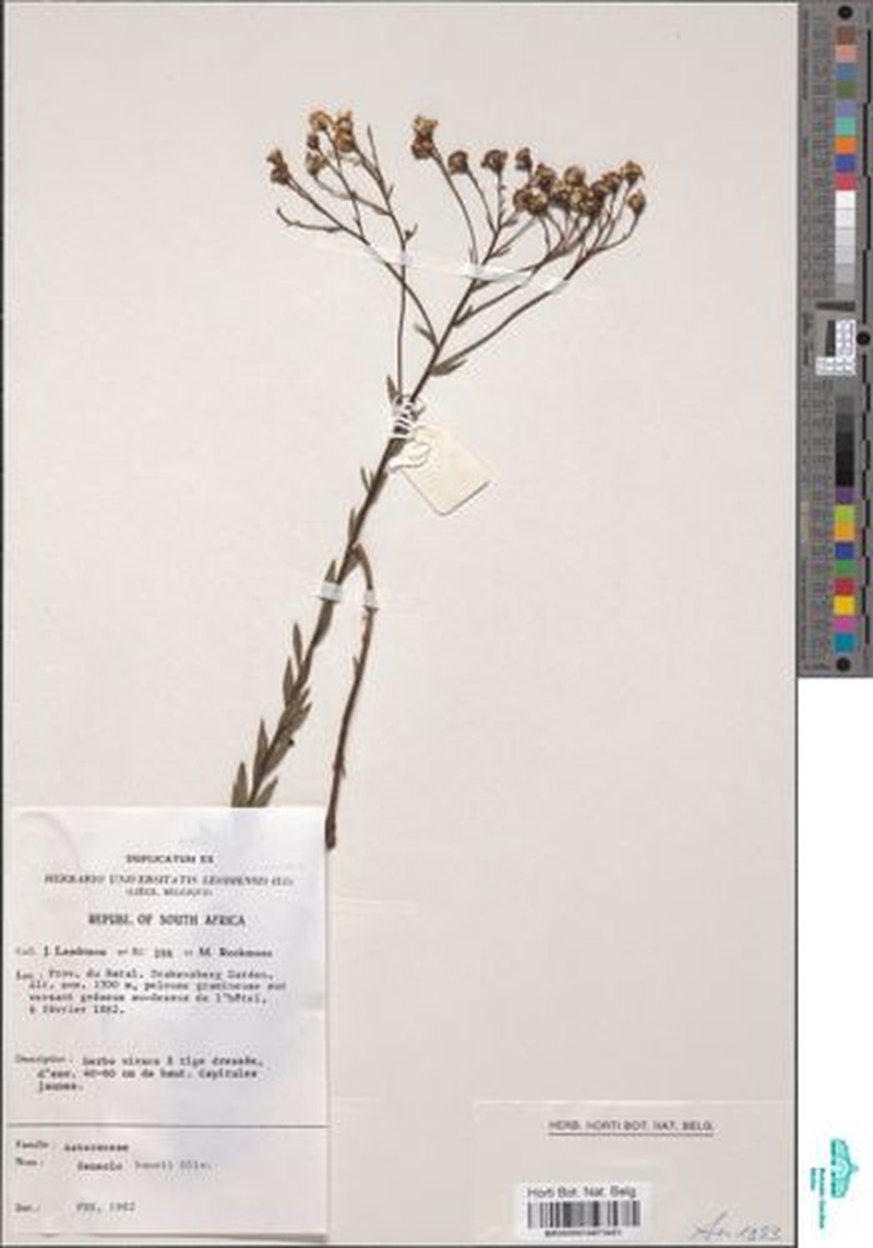 Senecio baurii
