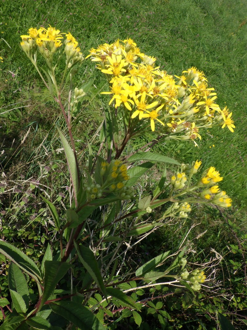 Senecio bayonnensis