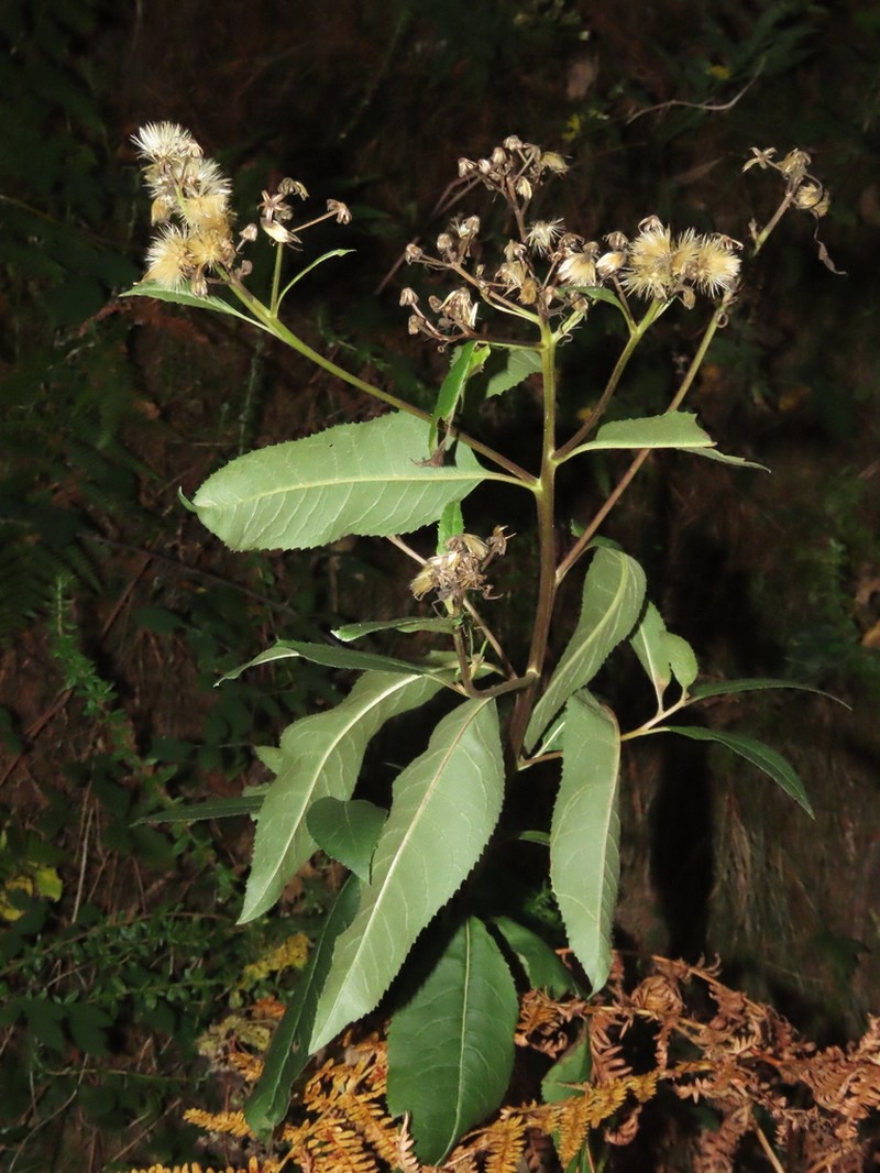 Senecio bayonnensis photo 2