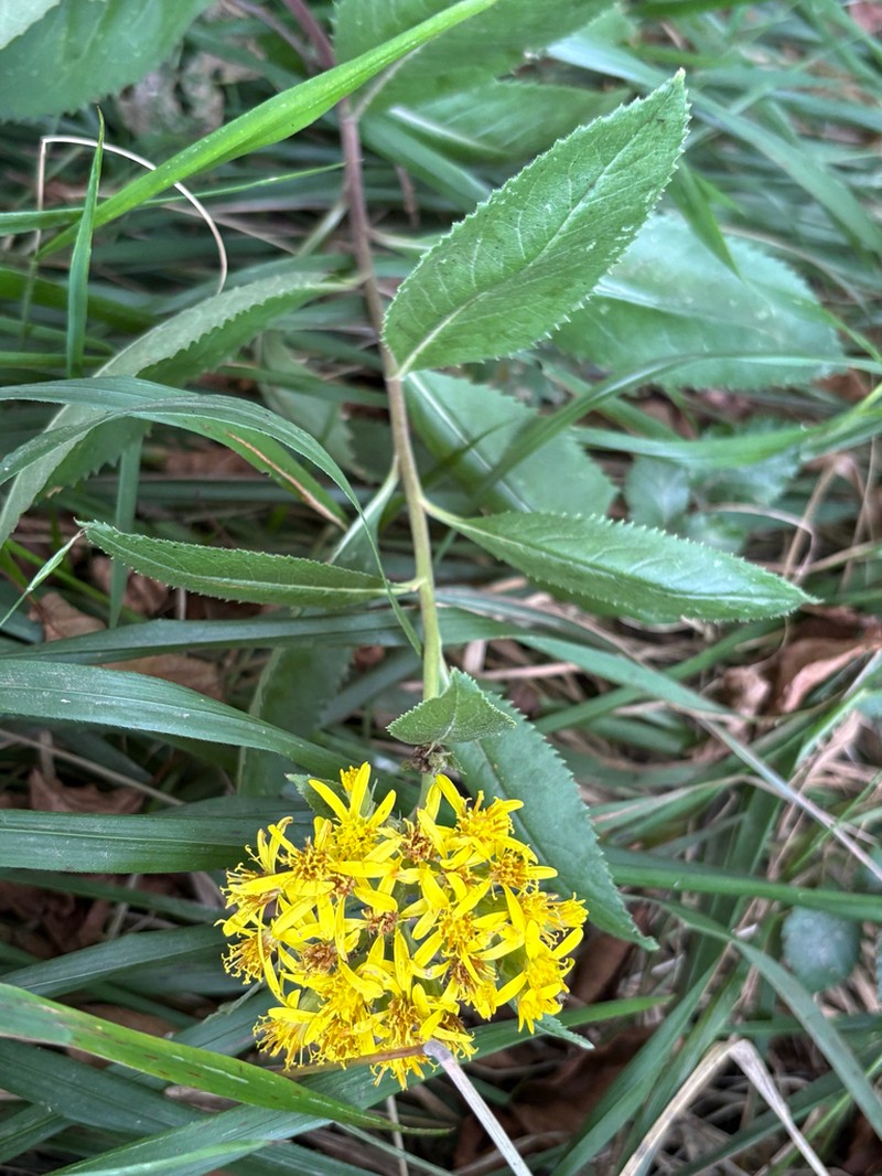 Senecio bayonnensis photo 3