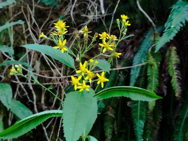 Senecio bayonnensis photo 4