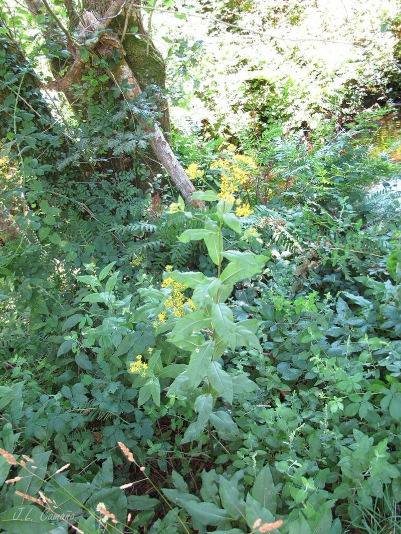 Senecio bayonnensis photo 5