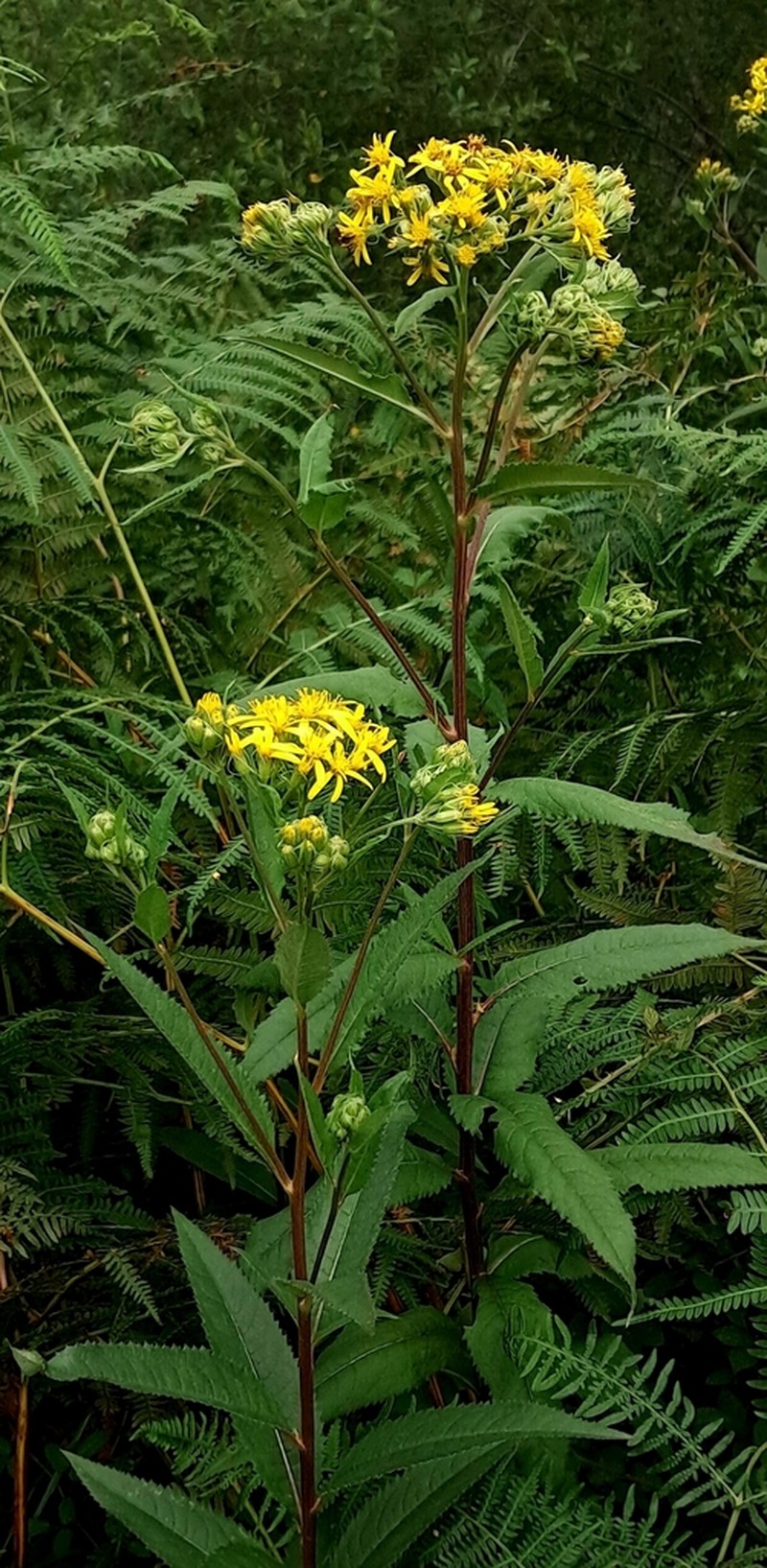 Senecio bayonnensis photo 7