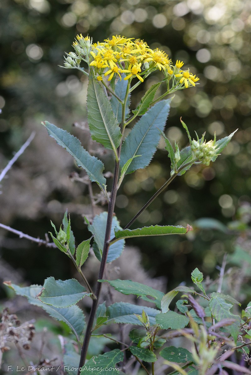 Senecio bayonnensis photo 8