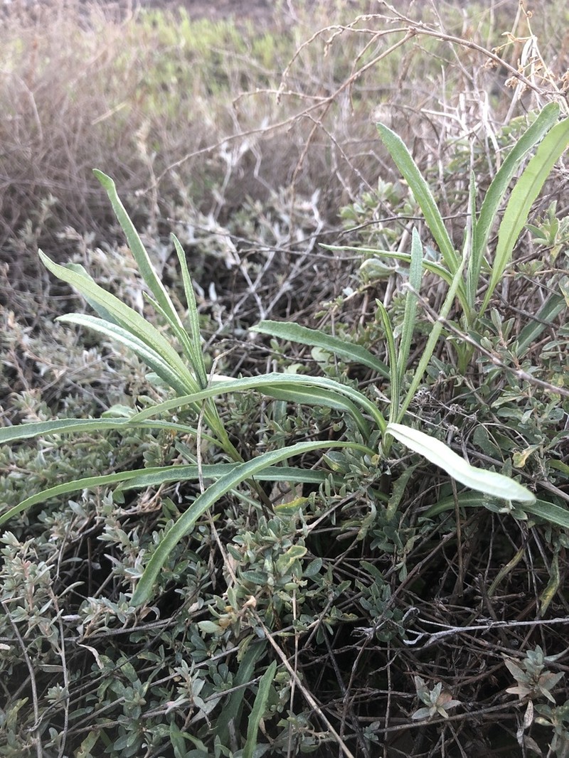 Senecio behrianus photo 2