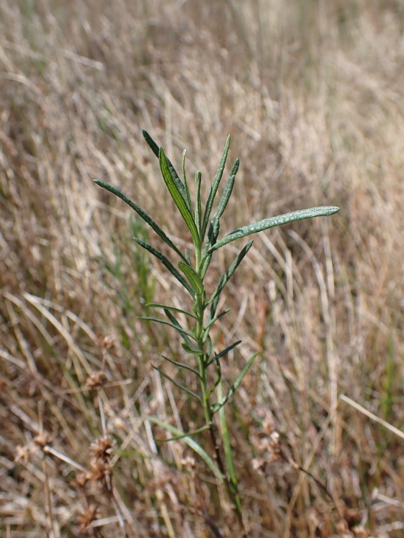 Senecio behrianus photo 3