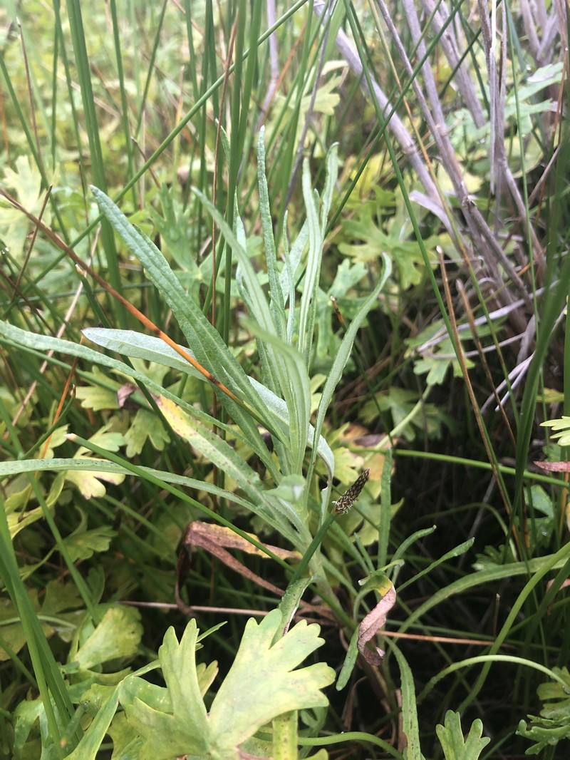 Senecio behrianus photo 5