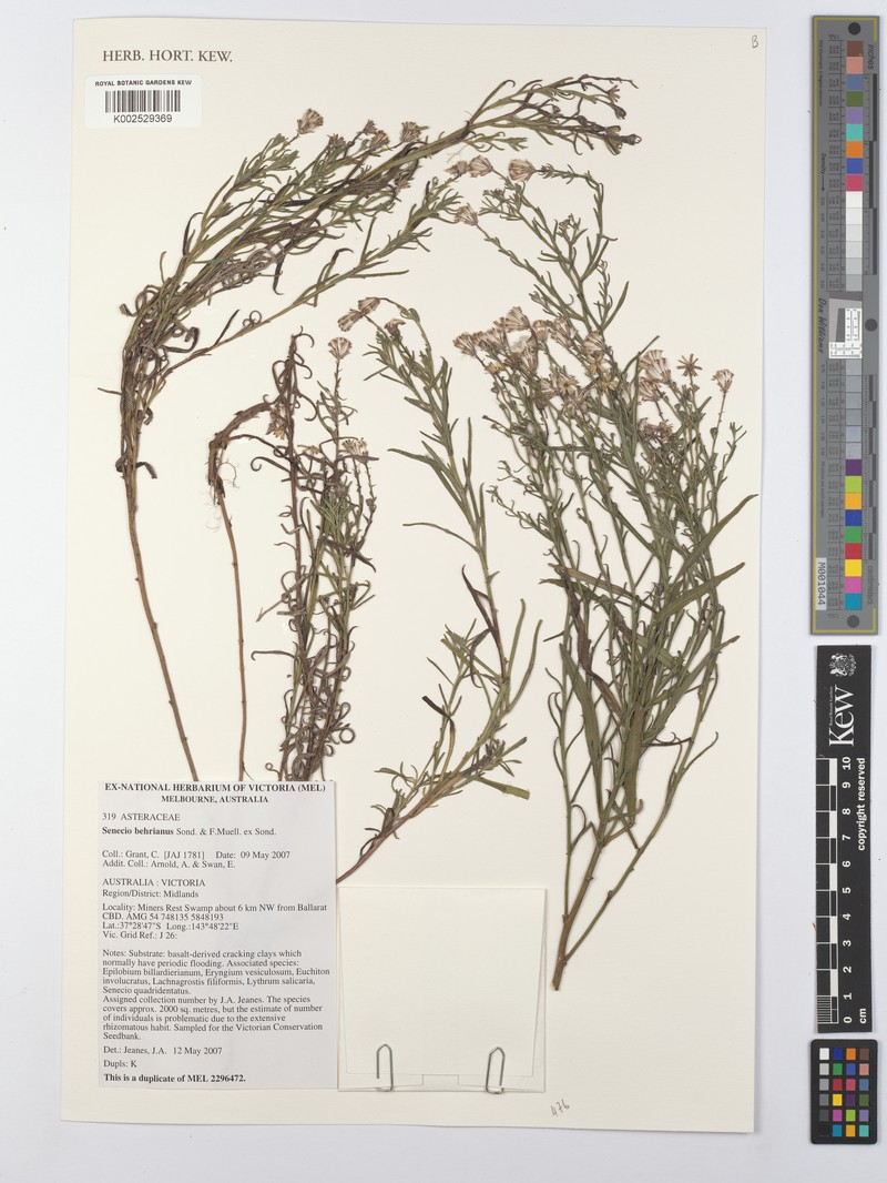 Senecio behrianus photo 6
