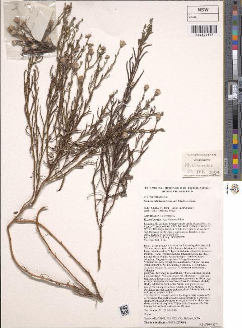 Senecio behrianus photo 7