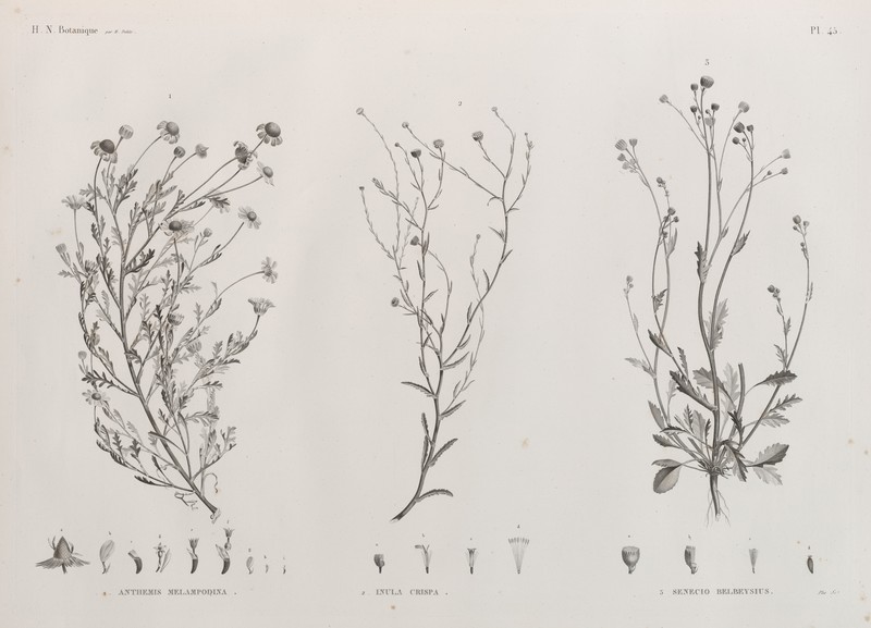 Senecio belbeysius