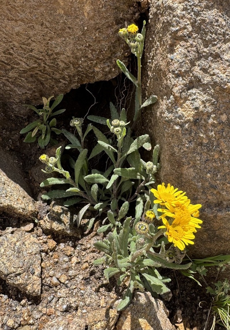 Senecio belenensis