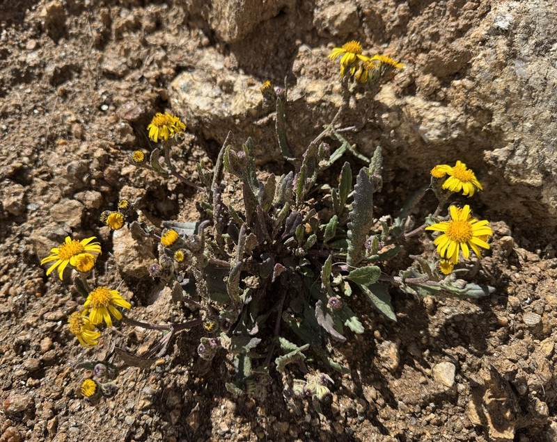 Senecio belenensis photo 2