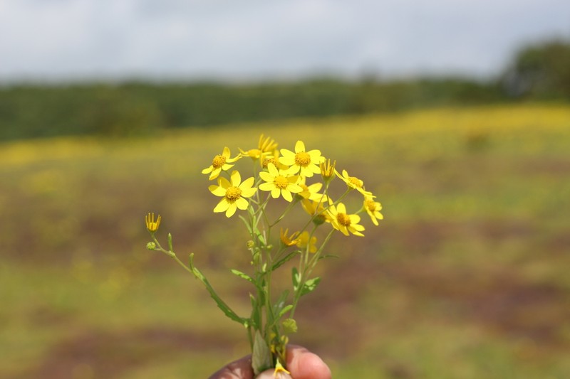 Senecio belgaumensis