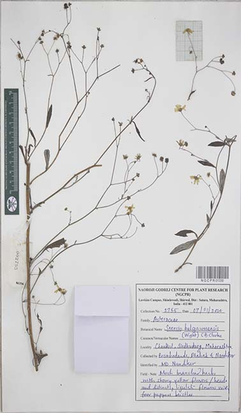 Senecio belgaumensis photo 3