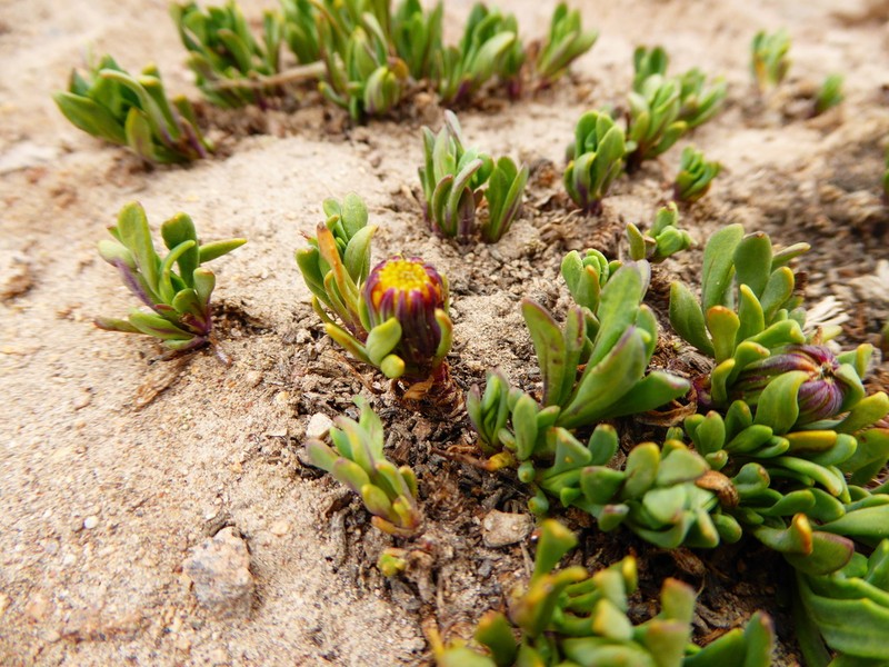 Senecio beltranii
