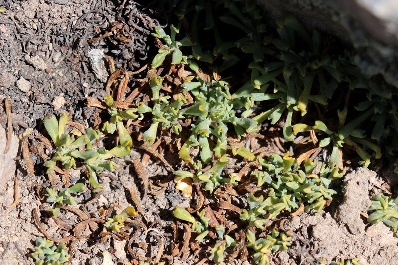 Senecio beltranii photo 2