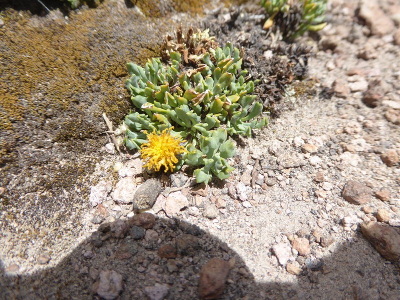 Senecio beltranii photo 4