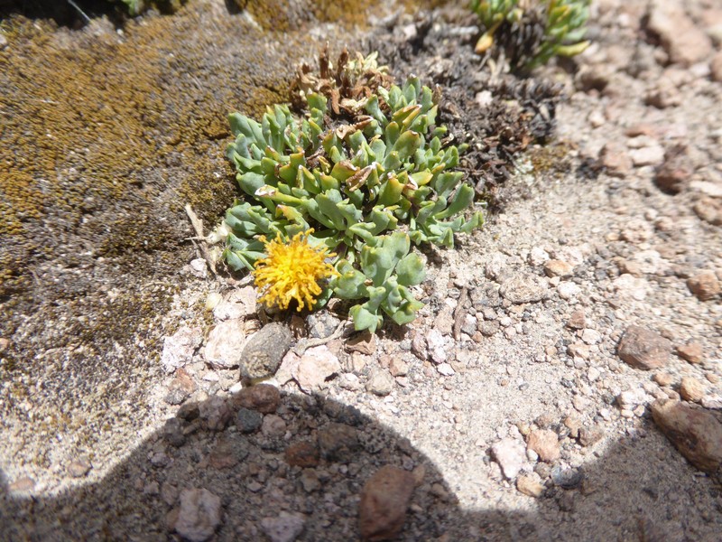 Senecio beltranii photo 6