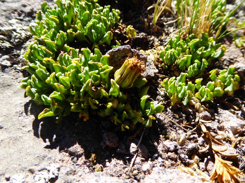 Senecio beltranii photo 7