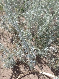 Senecio bergii