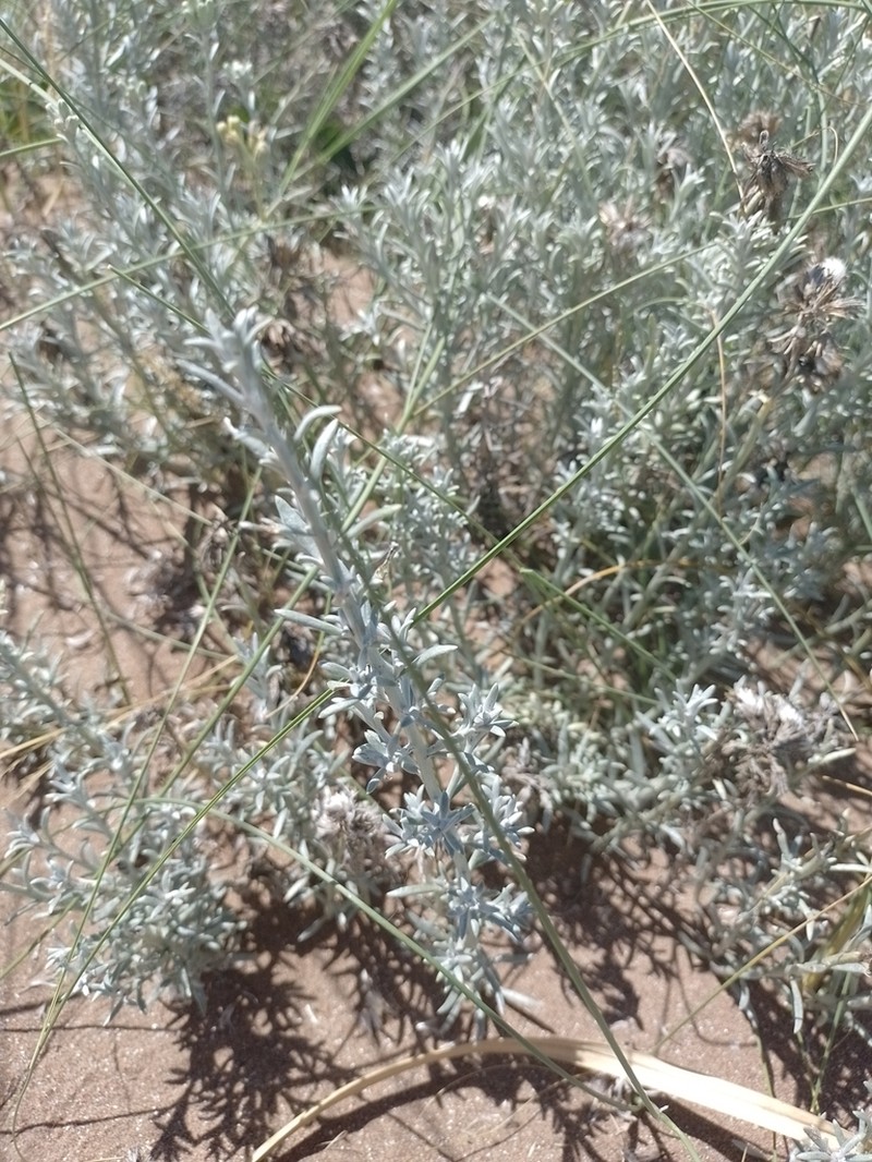 Senecio bergii
