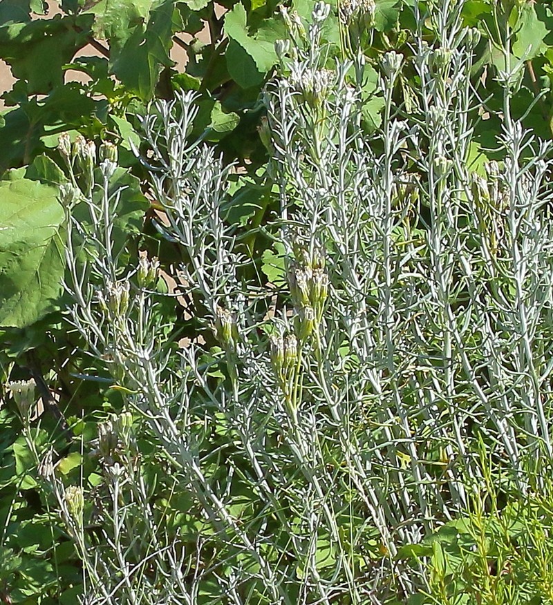 Senecio bergii photo 2