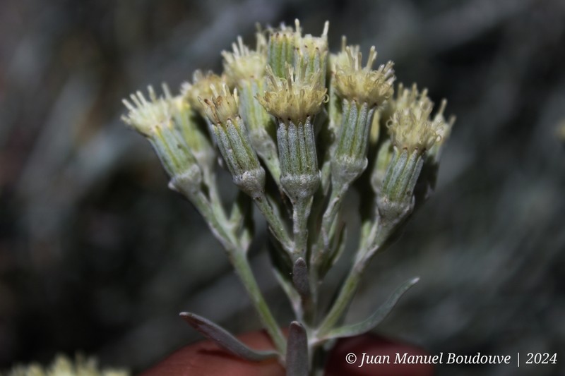 Senecio bergii photo 3