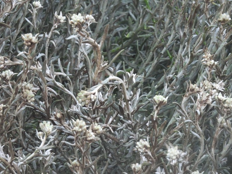 Senecio bergii photo 4
