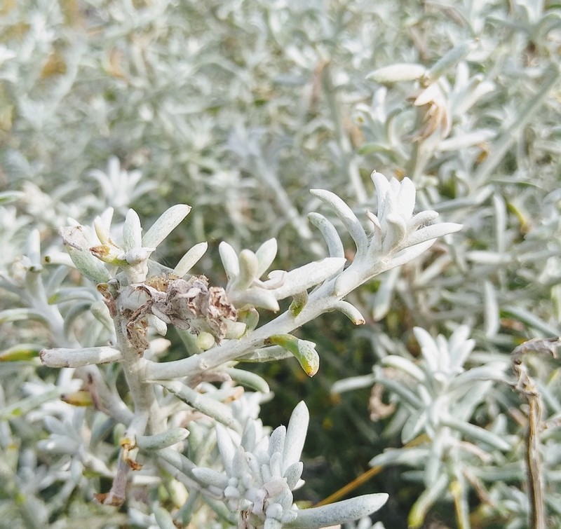Senecio bergii photo 5